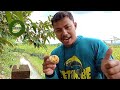 riview durian super tembaga bangka yang lagi heboh di jawa ‼️