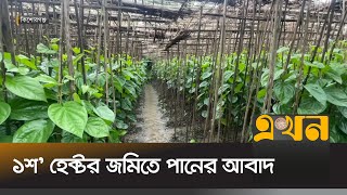 কিশোরগঞ্জে বাড়ছে পানের আবাদ | Kishorganj News | Agricultural News | Cultivation | Ekhon TV