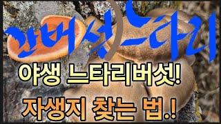 야생 느타리버섯(식용) 찾는 법. 간 버섯. (약용) 구별 방법.