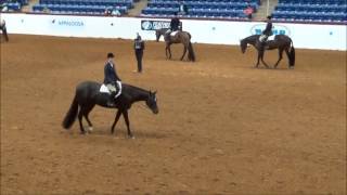 2014 ApHC Jr Hunter Under Saddle (finals)