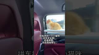 【#雪球日记】小猫:再也不怕刹车了!#曼基康矮脚 #小奶猫