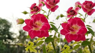 എന്റെ cocktail climbing rose നിറയെ പൂത്തപ്പോൾ🌹🌹🌹🌹🌹