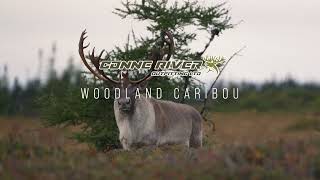 Woodland Caribou Hunting with Conne River Outfitting - 2025