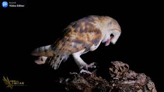 Hide de lechuza (Tyto alba)