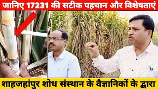 17231 की सटीक पहचान कैसे करें / 17231 ganna variety / 17231 sugarcane variety / Farming Culture