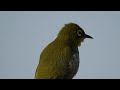 japanese white eye bird grooming 2 may 2016