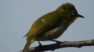 Japanese White-Eye Bird Grooming 2 May 2016