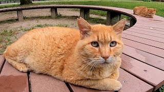 公園のベンチに座っていた野良猫達をナデナデしてきた