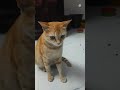 fun with our chellakutty cat funny funnycats comedy jokes like love live pets petlover