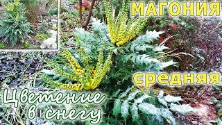 Shrub that blooming in winter: Mahonia media. How to Grow and Care for Mahonia media.