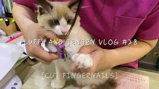 小布偶貓Fluffy第一次在寵物醫院剪指甲｜Ragdoll Kitten Cut Fingernails for the First Time | Fluffy And JenJen Vlog #28