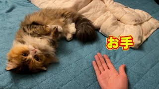 【猫動画】お手を覚えてもらいたかっただけなのに……#shorts