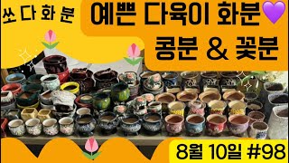 98차 화분판매   #쏘다화분🪴 8월 10일 | 예쁜 다육이 화분 | #다육이화분 #다육이 콩분 꽃 인동 홍조