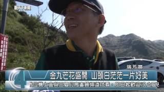 1031105觀天下新聞08 瑞芳區金九芒花盛開 山頭白茫茫一片好美