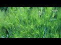 보리밭에 부는 흔들바람 고창 청보리밭 the sound of the wind blowing in the barley field