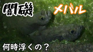 フロートで狙う磯メバル　メバルが流れに着くのは？浮くタイミングは？シーズン初の状況調査