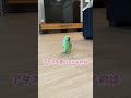 愛しすぎる情緒が不安定なかわインコ❤️ インコ ワカケホンセイインコ indianringneck shorts