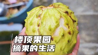 樹上熟的釋迦你吃過嗎？用勺子挖吸溜著吃，嫩滑多汁甜到口渴