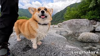 清流を嬉しそうに歩くコーギー / Corgi happily walking in a clear stream