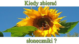 Ogrodowe pierdamony 78 - kiedy zbierać słoneczniki?