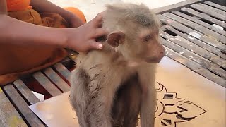 Abandoned monkey Bobo comes to people for help