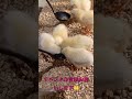 もふもふひよこ🐣 動物 動物ふれあい かわいい shorts