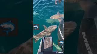 Watch the Sharks around the boy شاهد عدد أسماك القرش حول ولد🦈🦈🦈🦈🦈