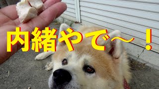 秋田犬アキラ内緒やで～シリーズ！Animal Rescue Nursing