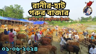 রানীর-হাট গরুর বাজার।। রানীর-হাট,রাঙ্গুনিয়া,চট্টগ্রাম। ০১/০৬/২০২৪ইং। কোরবানি ২০২৪ ইং।।