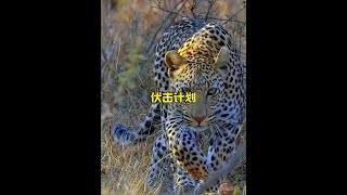 花豹堪稱天衣無縫的伏擊計劃#解說版動物世界 #野生動物零距離 #花豹