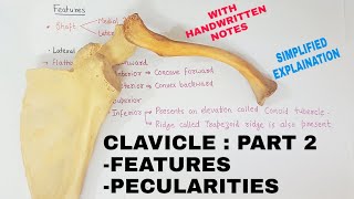 CLAVICLE : PART 2 | BONES ANATOMY