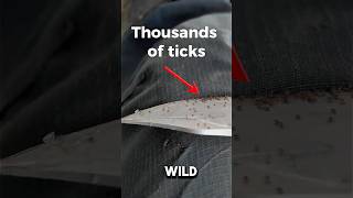 Here’s how to never worry about ticks while you enjoy the outdoors. #ticks