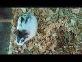 hamster lucu funny hamster cute hamster baby hamster pets