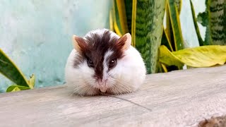 Hamster Lucu, Funny Hamster, Cute Hamster, Baby Hamster, Pets