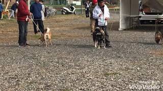 平成30年度 日本犬保存会 全国展 四国犬 成犬雌 2審