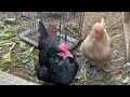 2025 2 15 本日のアローカナたち 〜today s chickens〜