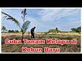 Tanam Kelapa Kat Kebun Baru