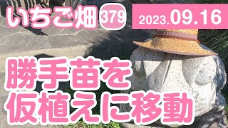 いちご畑【379】勝手苗を仮植えに移動