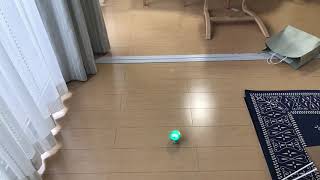 ボール型ロボットでカエルの様子をプログラムしてみた！【Sphero】