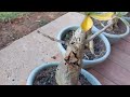 vídeo especial mostrando minhas plantas