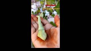 Clove bean/மூக்குத்தி அவரை  காய்த்திருந்த முதல் காய் எங்கள் மாடித்தோட்டத்தில் இருந்து#shorts