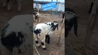 Sneha Sheep farm -  2023-Bakrid batch, cherukupalli -8985726283