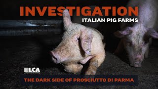 Italian Pig Investigation – The Dark Side of Prosciutto Di Parma