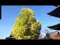 飛騨国分寺大銀杏の黄葉情報　2010.11.19