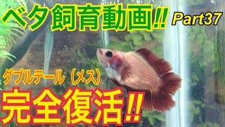 ベタ飼育中‼︎#37ダブルテールメス完全復活