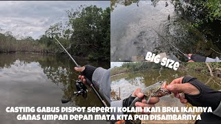 CASTING GABUS DISPOT SEPERTI KOLAM IKAN BRUL,IKANNYA GANAS UMPAN DIDEPAN MATA KITA PUN DISAMBARNYA!!