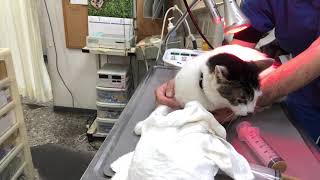 ⑦日本猫のチータちゃんの治療、点眼、栄養補助、投薬、光線照射療法、デンタルケア、保湿ティーツリーオイルスプレー、ブラッシング