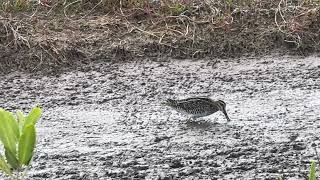 Snipe feeding time in muddy spot