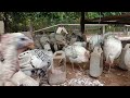 BETERNAK AYAM KALKUN TIDAK RIBET BISA DENGAN CARA DIUMBAR