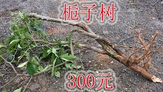 价值300元一棵的栀子树，年份久树干又粗，挖回家把它种植起来